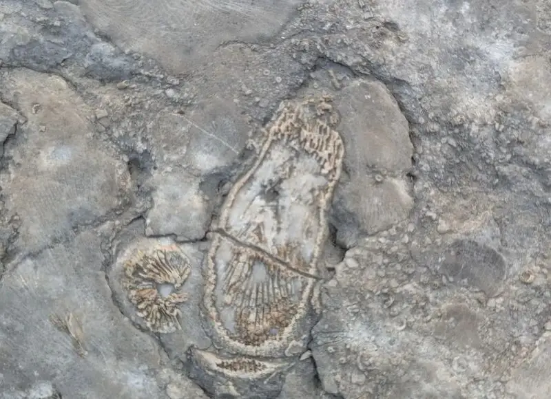 Fossils