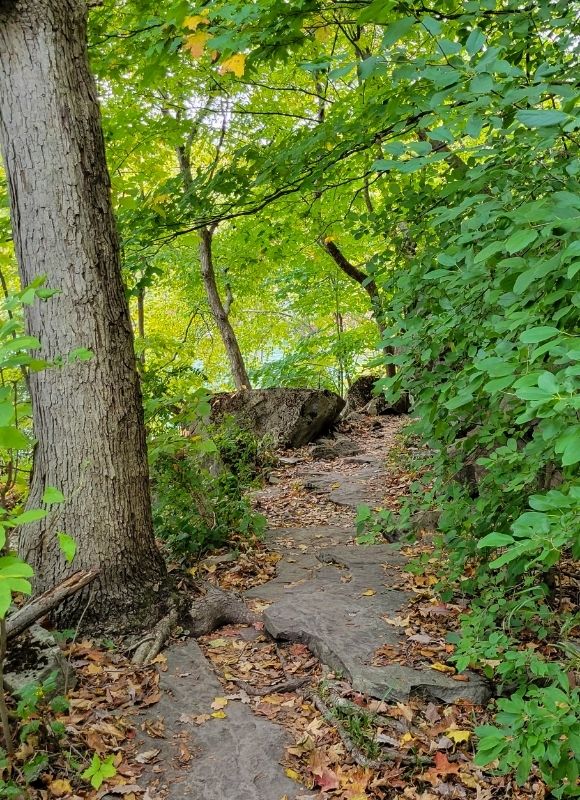 Pathway in wooded area